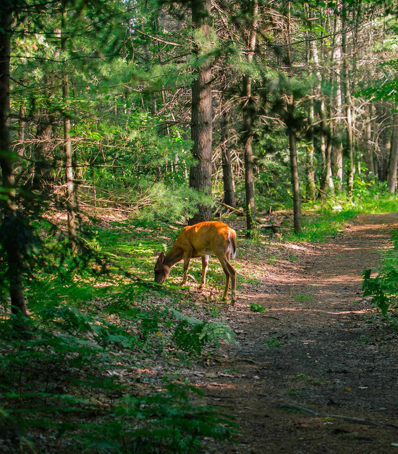 Trails